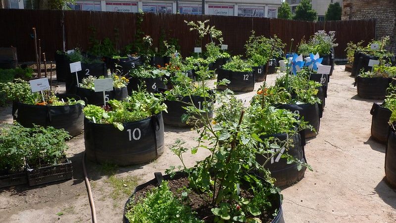 Urbane Landwirtschaft in Deutschland