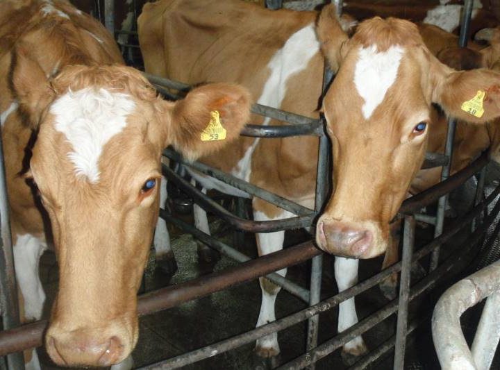 Anbindehaltung: Tierquälerei in deutschen Rinderställen