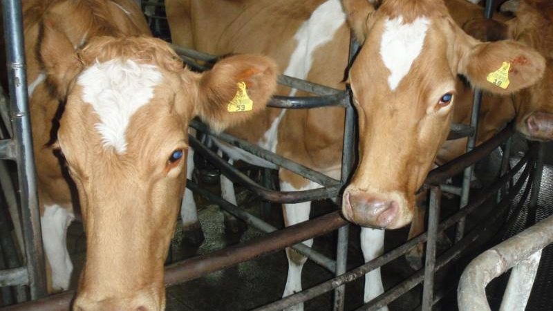 Anbindehaltung: Tierquälerei in deutschen Rinderställen